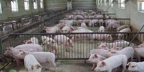 农业农村部关于启动国家畜禽种业自主创新重大专项的答复