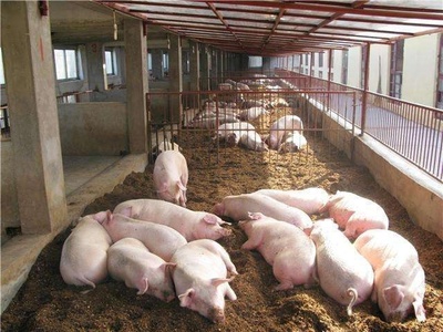 农村畜禽养殖规范管理 三类禁养畜禽详解及违规后果