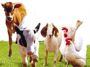 畜禽品种消亡加剧 从垂钓看生物多样性的守望