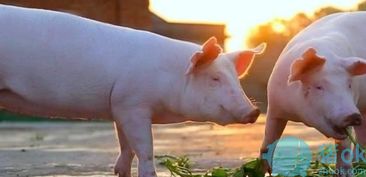 畜禽粪污机械处理，绿色养殖节本增效