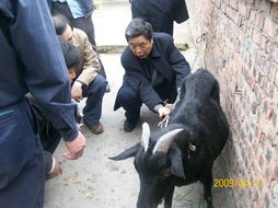 江安黑山羊品种通过国家畜禽遗传资源委员会专家鉴定